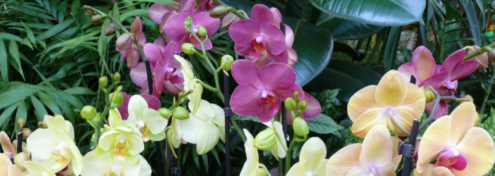 Kvetoucí orchideje